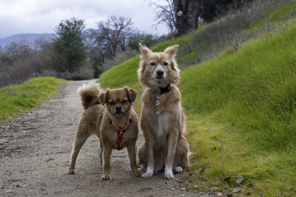 Go for a walk with your pup if you're allowed to, but be sure to practice social distancing
