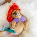 Shop my looks Little mermaid dog costume